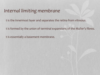 Internal limiting membrane It is the innermost layer and separates the retina from vitreous. It is formed by the union of terminal expansions of the Muller’s fibres. It is essentially a basement membrane. 