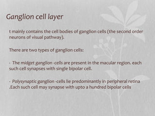 Ganglion cell layer It mainly contains the cell bodies of ganglion cells (the second order neurons of visual pathway). There are two types of ganglion cells: -  The  midget ganglion -cells  are present in the macular region. each such cell synapses with single bipolar cell. -  Polysynaptic ganglion - cells lie predominantly in peripheral retina .Each such cell may synapse with upto a hundred bipolar cells 
