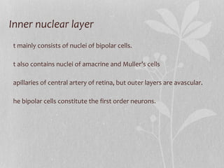 Inner nuclear layer It mainly consists of nuclei of bipolar cells.  It also contains nuclei of amacrine and Muller’s cells  Capillaries of central artery of retina, but outer layers are avascular. The bipolar cells constitute the first order neurons. 