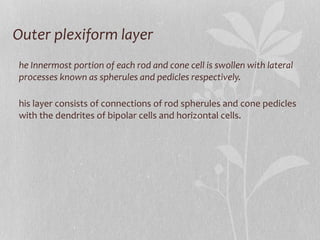 Outer plexiform layer The Innermost portion of each rod and cone cell is swollen with lateral processes known as spherules and pedicles respectively. This layer consists of connections of rod spherules and cone pedicles with the dendrites of bipolar cells and horizontal cells. 