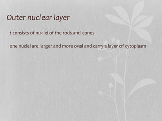Outer nuclear layer It consists of nuclei of the rods and cones. Cone nuclei are larger and more oval and carry a layer of cytoplasm 