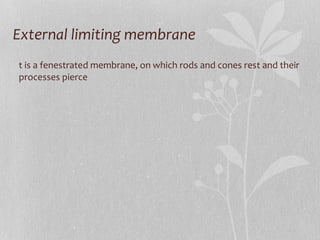 External limiting membrane It is a fenestrated membrane, on which rods and cones rest and their processes pierce 