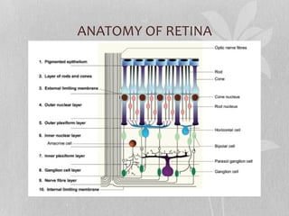 ANATOMY OF RETINA 