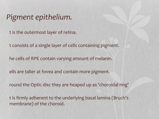 Pigment epithelium.  It is the outermost layer of retina. It consists of a single layer of cells containing pigment. The cells of RPE contain varying amount of melanin. Cells are taller at fovea and contain more pigment. Around the Optic disc they are heaped up as ‘ choroidal ring ’ It is firmly adherent to the underlying basal lamina (Bruch’s membrane) of the choroid. 