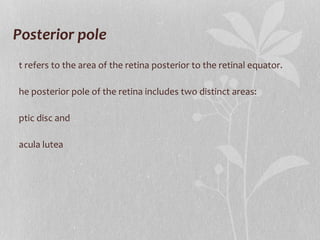 Posterior pole  It refers to the area of the retina posterior to the retinal equator. The posterior pole of the retina includes two distinct areas:  optic disc and macula lutea  