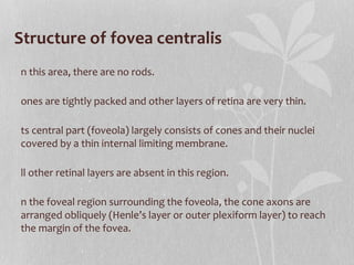 Structure of fovea centralis In this area, there are no rods. Cones are tightly packed and other layers of retina are very thin. Its central part (foveola) largely consists of cones and their nuclei covered by a thin internal limiting membrane. All other retinal layers are absent in this region. In the foveal region surrounding the foveola, the cone axons are arranged obliquely (Henle’s layer or outer plexiform layer) to reach the margin of the fovea. 