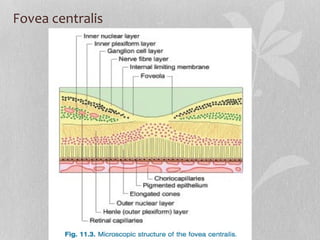 Fovea centralis 