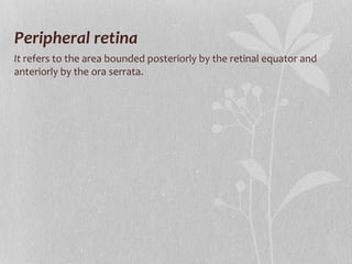 Peripheral retina  It  refers to the area bounded posteriorly by the retinal equator and anteriorly by the ora serrata. 