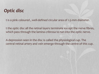 Optic disc It is a pink coloured , well-defined circular area of 1.5-mm diameter. At the optic disc all the retinal layers terminate except the nerve fibres, which pass through the lamina cribrosa to run into the optic nerve. A depression seen in the disc is called the  physiological cup . The central retinal artery and vein emerge through the centre of this cup. 