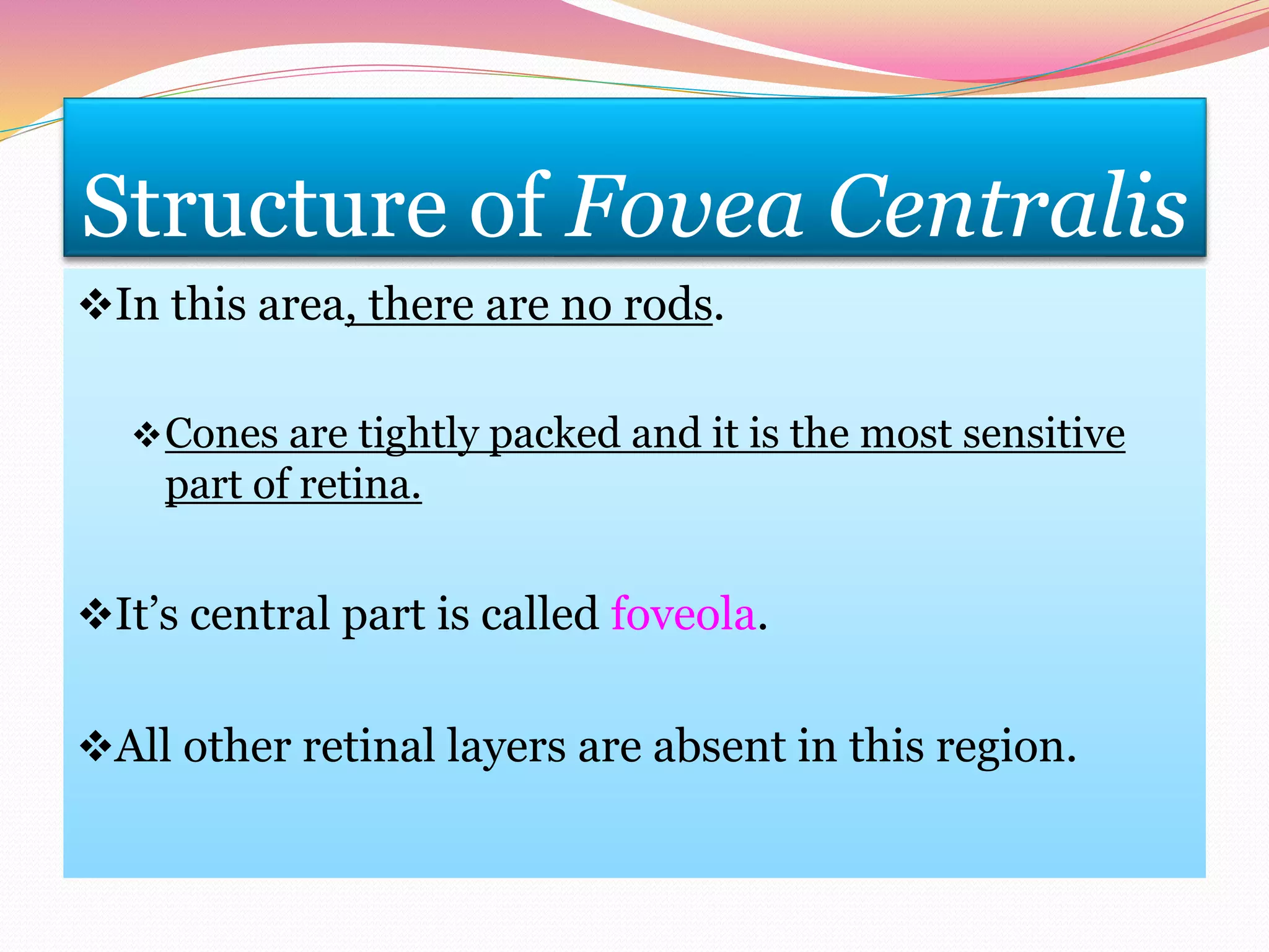 Structure of Fovea Centralis
In this area, there are no rods.
Cones are tightly packed and it is the most sensitive
part of retina.
It’s central part is called foveola.
All other retinal layers are absent in this region.
 