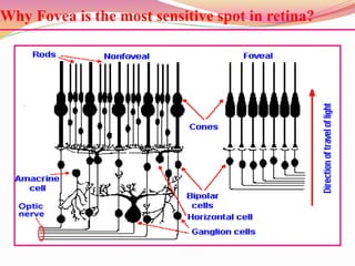 Why Fovea is the most sensitive spot in retina?
 