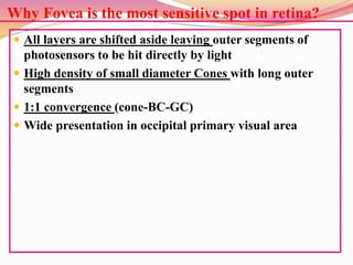 Why Fovea is the most sensitive spot in retina?
 All layers are shifted aside leaving outer segments of
photosensors to be hit directly by light
 High density of small diameter Cones with long outer
segments
 1:1 convergence (cone-BC-GC)
 Wide presentation in occipital primary visual area
 