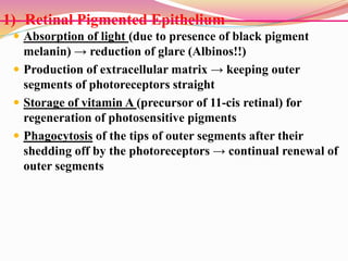 1)- Retinal Pigmented Epithelium
 Absorption of light (due to presence of black pigment
melanin) → reduction of glare (Albinos!!)
 Production of extracellular matrix → keeping outer
segments of photoreceptors straight
 Storage of vitamin A (precursor of 11-cis retinal) for
regeneration of photosensitive pigments
 Phagocytosis of the tips of outer segments after their
shedding off by the photoreceptors → continual renewal of
outer segments
 