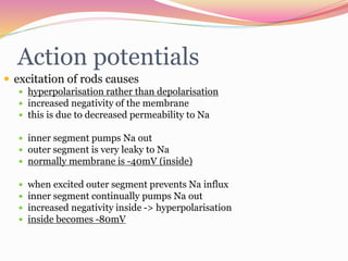Action potentials
 excitation of rods causes
 hyperpolarisation rather than depolarisation
 increased negativity of the membrane
 this is due to decreased permeability to Na
 inner segment pumps Na out
 outer segment is very leaky to Na
 normally membrane is -40mV (inside)
 when excited outer segment prevents Na influx
 inner segment continually pumps Na out
 increased negativity inside -> hyperpolarisation
 inside becomes -80mV
 