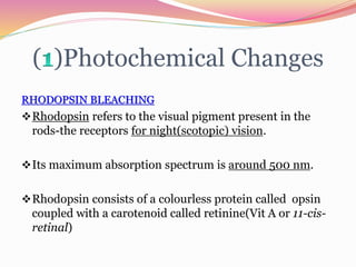 ( )Photochemical Changes
RHODOPSIN BLEACHING
Rhodopsin refers to the visual pigment present in the
rods-the receptors for night(scotopic) vision.
Its maximum absorption spectrum is around 500 nm.
Rhodopsin consists of a colourless protein called opsin
coupled with a carotenoid called retinine(Vit A or 11-cis-
retinal)
 