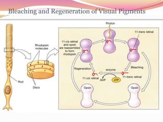 Bleaching and Regeneration of Visual Pigments
 