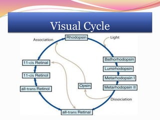 Visual Cycle
 