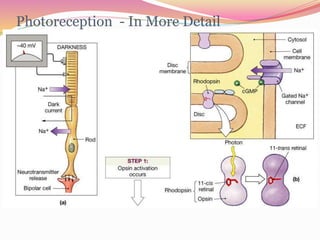 Photoreception - In More Detail
 