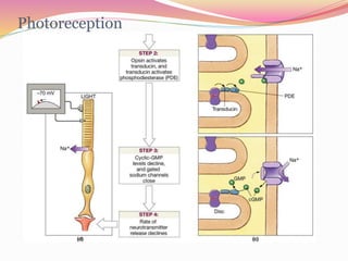 Photoreception
 