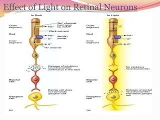 Effect of Light on Retinal Neurons
 