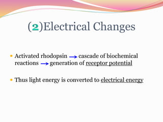 ( )Electrical Changes
 Activated rhodopsin cascade of biochemical
reactions generation of receptor potential
 Thus light energy is converted to electrical energy
 