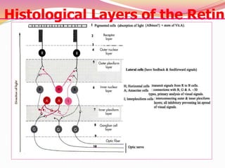 Histological Layers of the Retina
 