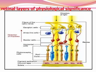 retinal layers of physiological significance
 