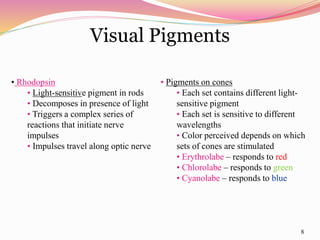 8
Visual Pigments
• Rhodopsin
• Light-sensitive pigment in rods
• Decomposes in presence of light
• Triggers a complex series of
reactions that initiate nerve
impulses
• Impulses travel along optic nerve
• Pigments on cones
• Each set contains different light-
sensitive pigment
• Each set is sensitive to different
wavelengths
• Color perceived depends on which
sets of cones are stimulated
• Erythrolabe – responds to red
• Chlorolabe – responds to green
• Cyanolabe – responds to blue
 