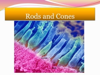 Rods and Cones
cones
rods
 