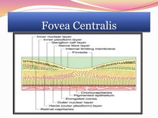 Fovea Centralis
 