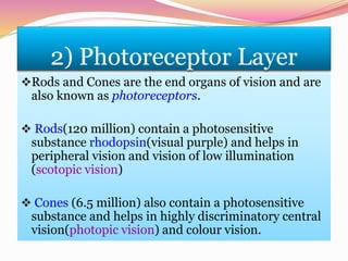 2) Photoreceptor Layer
Rods and Cones are the end organs of vision and are
also known as photoreceptors.
 Rods(120 million) contain a photosensitive
substance rhodopsin(visual purple) and helps in
peripheral vision and vision of low illumination
(scotopic vision)
 Cones (6.5 million) also contain a photosensitive
substance and helps in highly discriminatory central
vision(photopic vision) and colour vision.
 