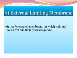 3) External Limiting Membrane
It is a fenestrated membrane, on which rods and
cones rest and their processes pierce.
 