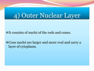 4) Outer Nuclear Layer
It consists of nuclei of the rods and cones.
Cone nuclei are larger and more oval and carry a
layer of cytoplasm.
 