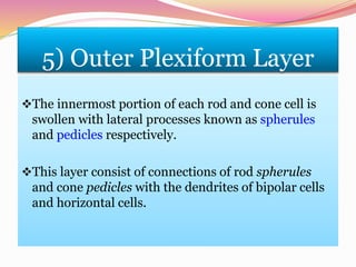 5) Outer Plexiform Layer
The innermost portion of each rod and cone cell is
swollen with lateral processes known as spherules
and pedicles respectively.
This layer consist of connections of rod spherules
and cone pedicles with the dendrites of bipolar cells
and horizontal cells.
 