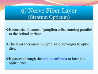 9) Nerve Fiber Layer
(Stratum Opticum)
It consists of axons of ganglion cells, running parallel
to the retinal surface.
The layer increases in depth as it converges to optic
disc.
It passes through the lamina cribrosa to form the
optic nerve.
 