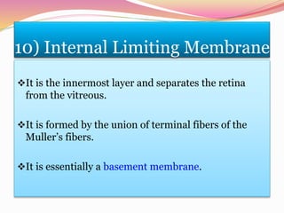 10) Internal Limiting Membrane
It is the innermost layer and separates the retina
from the vitreous.
It is formed by the union of terminal fibers of the
Muller’s fibers.
It is essentially a basement membrane.
 