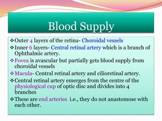 Blood Supply
Outer 4 layers of the retina- Choroidal vessels
Inner 6 layers- Central retinal artery which is a branch of
Ophthalmic artery.
Fovea is avascular but partially gets blood supply from
choroidal vessels
Macula- Central retinal artery and cilioretinal artery.
Central retinal artery emerges from the centre of the
physiological cup of optic disc and divides into 4
branches
These are end arteries i.e., they do not anastomose with
each other.
 