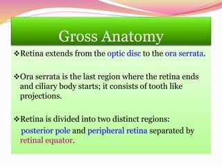 Gross Anatomy
Retina extends from the optic disc to the ora serrata.
Ora serrata is the last region where the retina ends
and ciliary body starts; it consists of tooth like
projections.
Retina is divided into two distinct regions:
posterior pole and peripheral retina separated by
retinal equator.
 