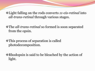 Light falling on the rods converts 11-cis-retinal into
all-trans-retinal through various stages.
The all-trans-retinal so formed is soon separated
from the opsin.
This process of separation is called
photodecomposition.
Rhodopsin is said to be bleached by the action of
light.
 