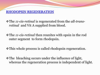 RHODOPSIN REGENERATION
The 11-cis-retinal is regenerated from the all-trans-
retinal and Vit A supplied from blood.
The 11-cis-retinal then reunites with opsin in the rod
outer segment to form rhodopsin.
This whole process is called rhodopsin regeneration.
The bleaching occurs under the influence of light,
whereas the regeneration process is independent of light.
 