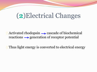 ( )Electrical Changes
Activated rhodopsin cascade of biochemical
reactions generation of receptor potential
Thus light energy is converted to electrical energy
 