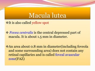Macula lutea
It is also called yellow spot
 Fovea centralis is the central depressed part of
macula. It is about 1.5 mm in diameter.
An area about 0.8 mm in diameter(including foveola
and some surrounding area) does not contain any
retinal capillaries and is called foveal avascular
zone(FAZ)
 