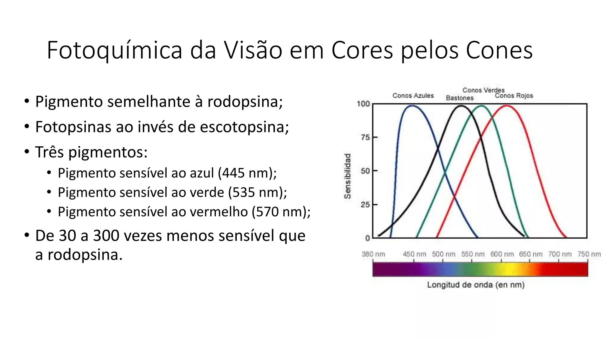 Fotoquímica da Visão em Cores pelos Cones
• Pigmento semelhante à rodopsina;
• Fotopsinas ao invés de escotopsina;
• Três pigmentos:
• Pigmento sensível ao azul (445 nm);
• Pigmento sensível ao verde (535 nm);
• Pigmento sensível ao vermelho (570 nm);
• De 30 a 300 vezes menos sensível que
a rodopsina.
 