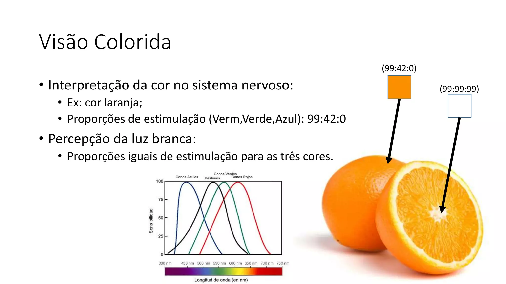 Visão Colorida
• Interpretação da cor no sistema nervoso:
• Ex: cor laranja;
• Proporções de estimulação (Verm,Verde,Azul): 99:42:0
• Percepção da luz branca:
• Proporções iguais de estimulação para as três cores.
(99:42:0)
(99:99:99)
 