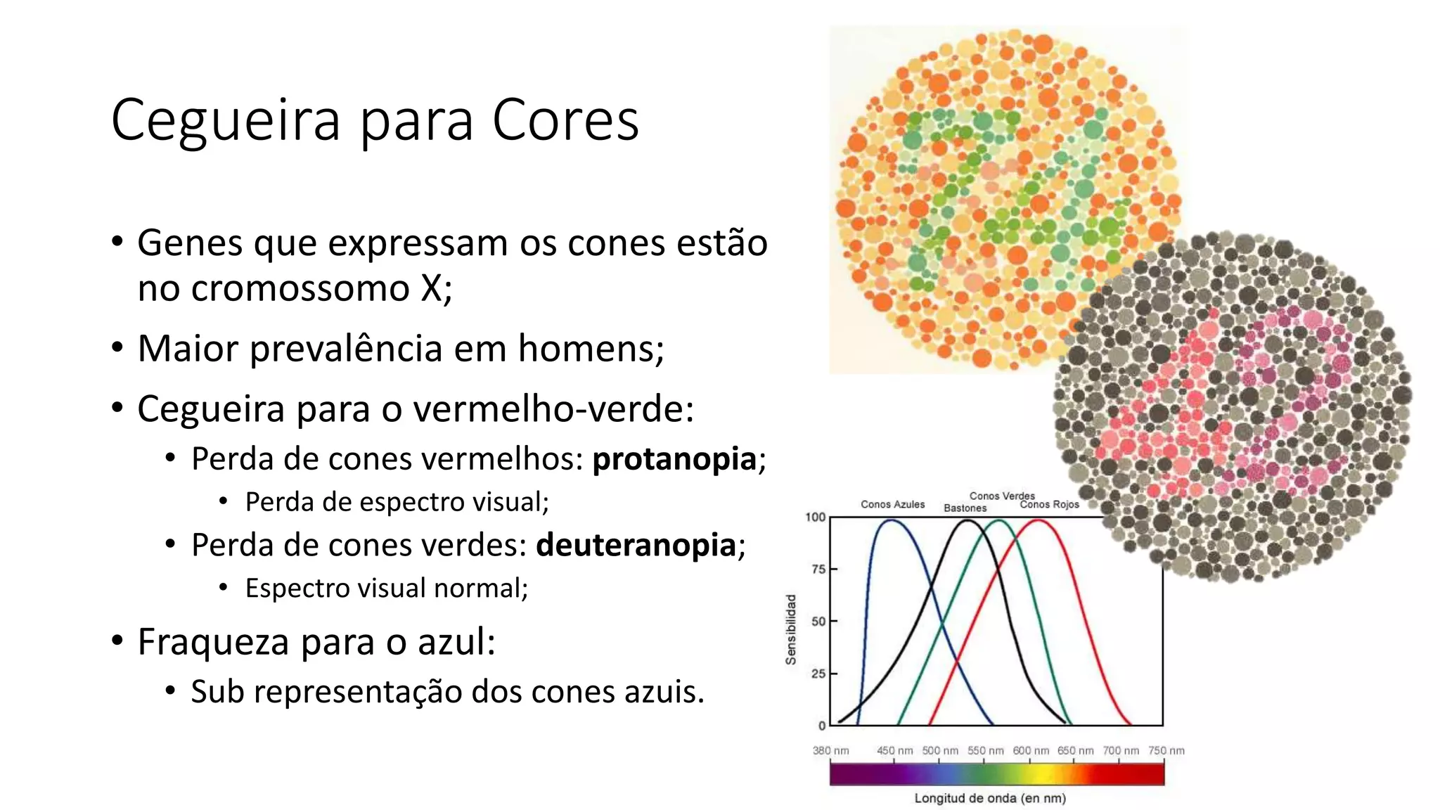 Cegueira para Cores
• Genes que expressam os cones estão
no cromossomo X;
• Maior prevalência em homens;
• Cegueira para o vermelho-verde:
• Perda de cones vermelhos: protanopia;
• Perda de espectro visual;
• Perda de cones verdes: deuteranopia;
• Espectro visual normal;
• Fraqueza para o azul:
• Sub representação dos cones azuis.
 