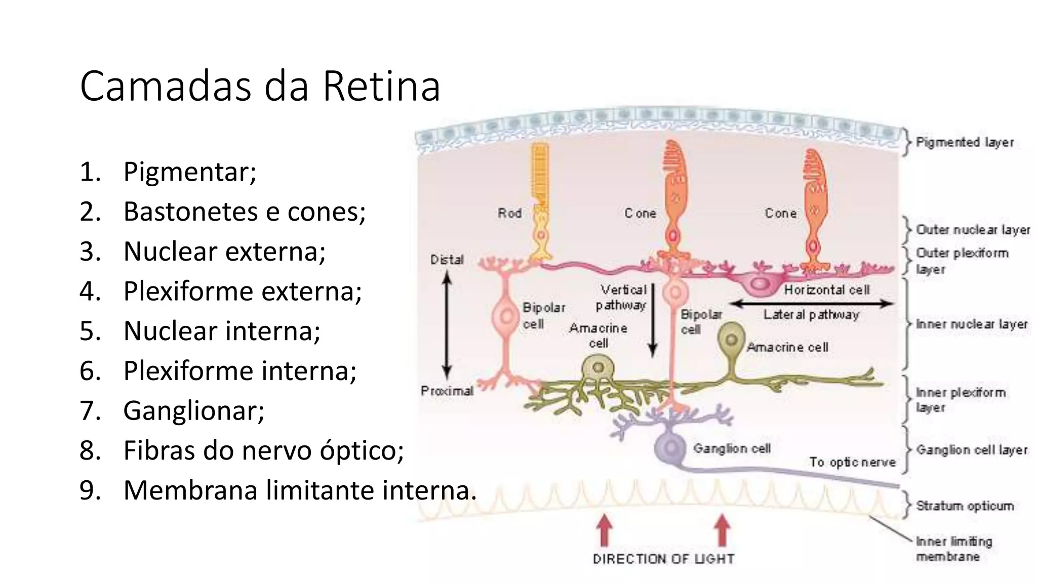 Camadas da Retina
1. Pigmentar;
2. Bastonetes e cones;
3. Nuclear externa;
4. Plexiforme externa;
5. Nuclear interna;
6. Plexiforme interna;
7. Ganglionar;
8. Fibras do nervo óptico;
9. Membrana limitante interna.
 