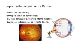 Suprimento Sanguíneo da Retina
• Artéria central da retina;
• Entra pelo centro do nervo óptico;
• Divide-se para suprir a superfícia interna da retina;
• Suprimento independente do restante do olho.
 