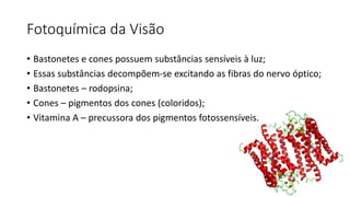 Fotoquímica da Visão
• Bastonetes e cones possuem substâncias sensíveis à luz;
• Essas substâncias decompõem-se excitando as fibras do nervo óptico;
• Bastonetes – rodopsina;
• Cones – pigmentos dos cones (coloridos);
• Vitamina A – precussora dos pigmentos fotossensíveis.
 