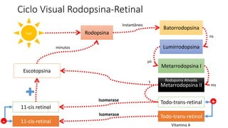 Ciclo Visual Rodopsina-Retinal
Rodopsina
Batorrodopsina
Lumirrodopsina
Metarrodopsina I
Metarrodopsina II
Luz
instantâneo
ns
µs
ms
Escotopsina
s
minutos
Todo-trans-retinal
Todo-trans-retinol
11-cis retinol
11-cis-retinal
Isomerase
Isomerase
Vitamina A
Rodopsina Ativada
+
-
 