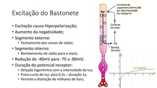 Excitação do Bastonete
• Excitação causa Hiperpolarização;
• Aumento da negatividade;
• Segmento externo:
• Fechamento dos canais de sódio;
• Segmento interno:
• Bombemento de sódio para o meio;
• Redução de -40mV para -70 a -80mV;
• Duração do potencial receptor:
• Relação logarítmica com a intensidade da luz;
• Pulso curto de luz: pico 0,3s – duração 1s;
• Permite a distinção de milhares de tons.
 